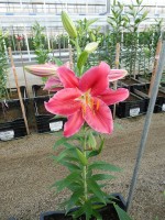 [4334 Barossa VZ No01.JPG]